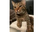 Adopt Spencer a Domestic Short Hair