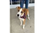 Adopt Walker a Treeing Walker Coonhound, Hound