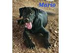 Adopt Mario a Black Labrador Retriever