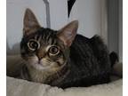 Adopt Piper a Domestic Short Hair