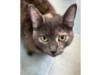 Adopt Adelle a Dilute Calico, Tortoiseshell