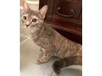 Adopt Anna a Dilute Calico, Tortoiseshell