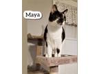 Adopt Maya a Domestic Short Hair