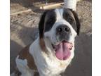 Adopt DAISY a Saint Bernard