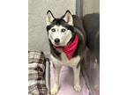 Adopt Katy a Siberian Husky