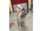 Adopt Yuki a Akita