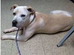 Adopt Sparkles a Pit Bull Terrier