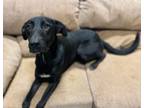 Adopt Jasmine a Black Labrador Retriever, Great Dane