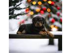 Rottweiler Puppy for sale in Waterville, MN, USA