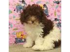 Poodle (Toy) Puppy for sale in Shawnee, OK, USA