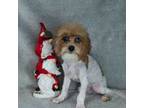 Poodle (Toy) Puppy for sale in Fort Scott, KS, USA
