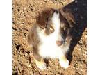 Australian Shepherd Puppy for sale in Snowflake, AZ, USA