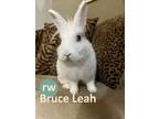 Adopt Bruce Leah a Lionhead