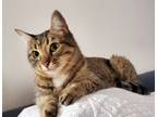 Adopt Felicia a Domestic Short Hair