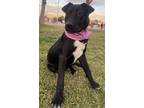 Adopt AMY a American Staffordshire Terrier