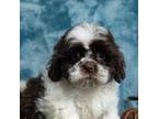 Shih Tzu Puppy for sale in Fort Scott, KS, USA