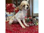 Mutt Puppy for sale in Mayslick, KY, USA
