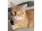 Adopt Ginger Girl a Domestic Short Hair