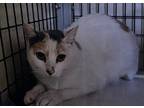 Adopt Beaulah a Domestic Short Hair