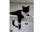 Adopt reggie a American Shorthair