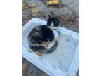 Adopt Calypso a Calico