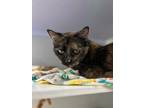 Adopt Lucy a Tortoiseshell