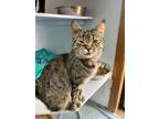 Adopt Rain a Tabby