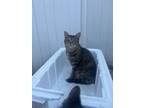 Adopt Millie a Domestic Short Hair