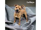 Adopt LaMaya a Mixed Breed