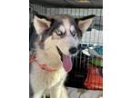 Adopt Apple a Siberian Husky