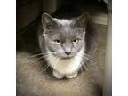 Adopt Stella a Domestic Short Hair