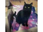 Adopt Aurora a Domestic Short Hair