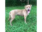 Adopt Cinnamon a Pit Bull Terrier