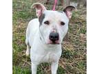 Adopt April a Pit Bull Terrier