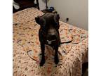 Adopt Kim a Pit Bull Terrier