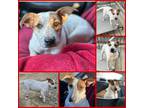 Adopt NELLIE a Australian Cattle Dog / Blue Heeler, Anatolian Shepherd