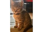 Adopt PENNYWISE a Domestic Short Hair