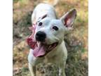 Adopt Emily a American Staffordshire Terrier