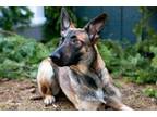 Adopt Harley a German Shepherd Dog, Belgian Shepherd / Malinois