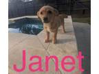 Adopt Janet a Australian Cattle Dog / Blue Heeler, Basset Hound