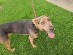 Adopt Meg a Labrador Retriever, Doberman Pinscher