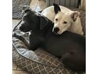 Adopt Asta and Kinsley KR a Blue Lacy