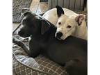 Adopt Kinsley and Asta KR a Pit Bull Terrier