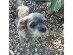 Adopt Kioki a Shih Tzu