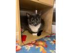 Adopt Maggie a Domestic Short Hair