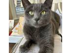 Adopt Heather a Domestic Short Hair