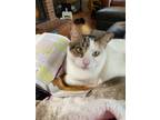 Adopt Penny Patch (Goes with Binx) a American Shorthair