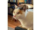 Adopt Binx (goes with Penny Patch) a American Shorthair