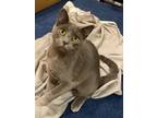 Adopt Fern a Russian Blue