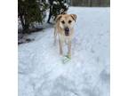 Adopt Toga a Labrador Retriever, Catahoula Leopard Dog